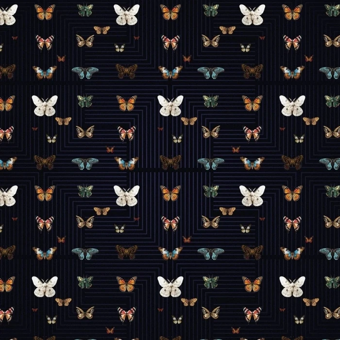 Butterfly Graceful Wings Wallpaper